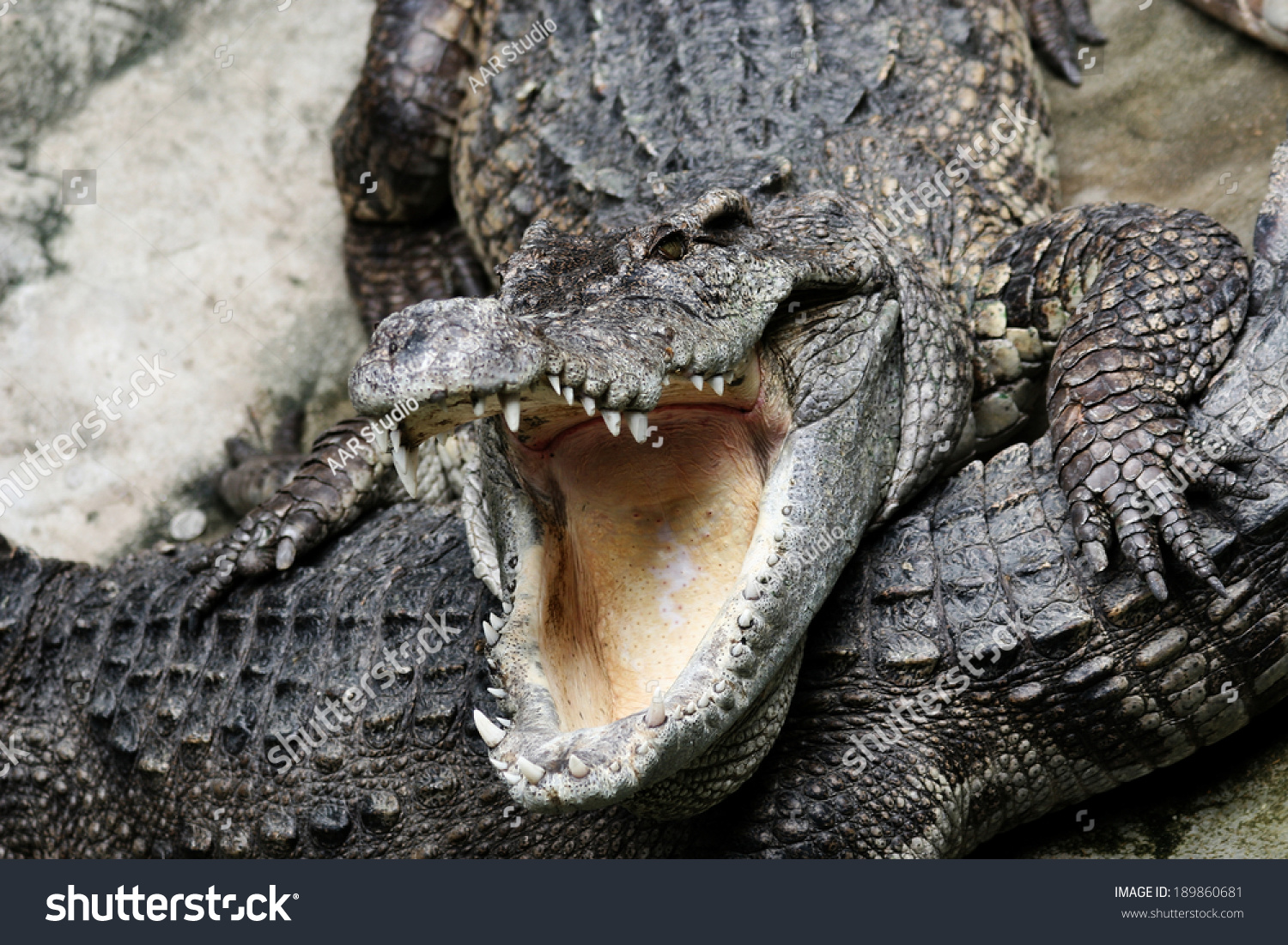 Dangerous Crocodile Stock Photo 189860681 | Shutterstock