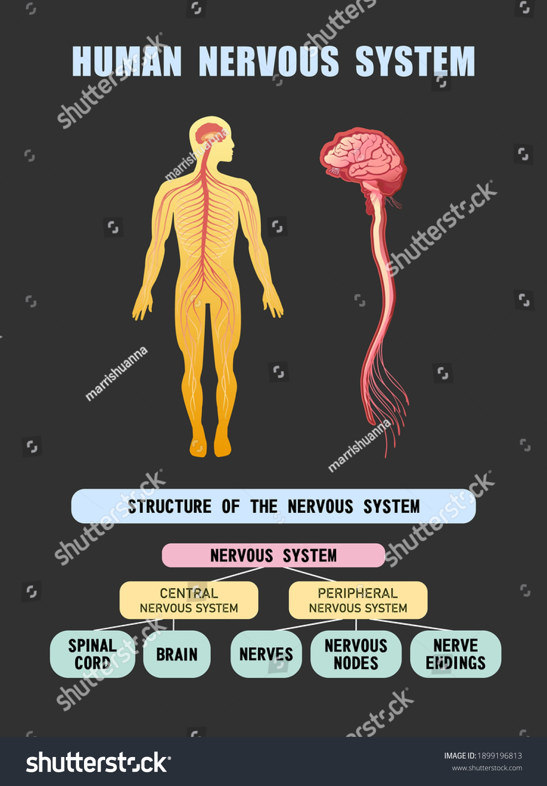 Vertical Poster Silhouette Human Body Diagram Stock Vector (Royalty ...