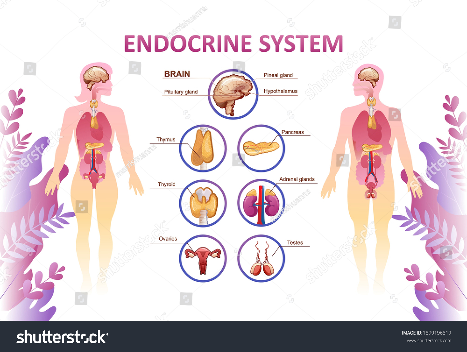 Educational Horizontal Banner Endocrine System Training Stock Vector ...