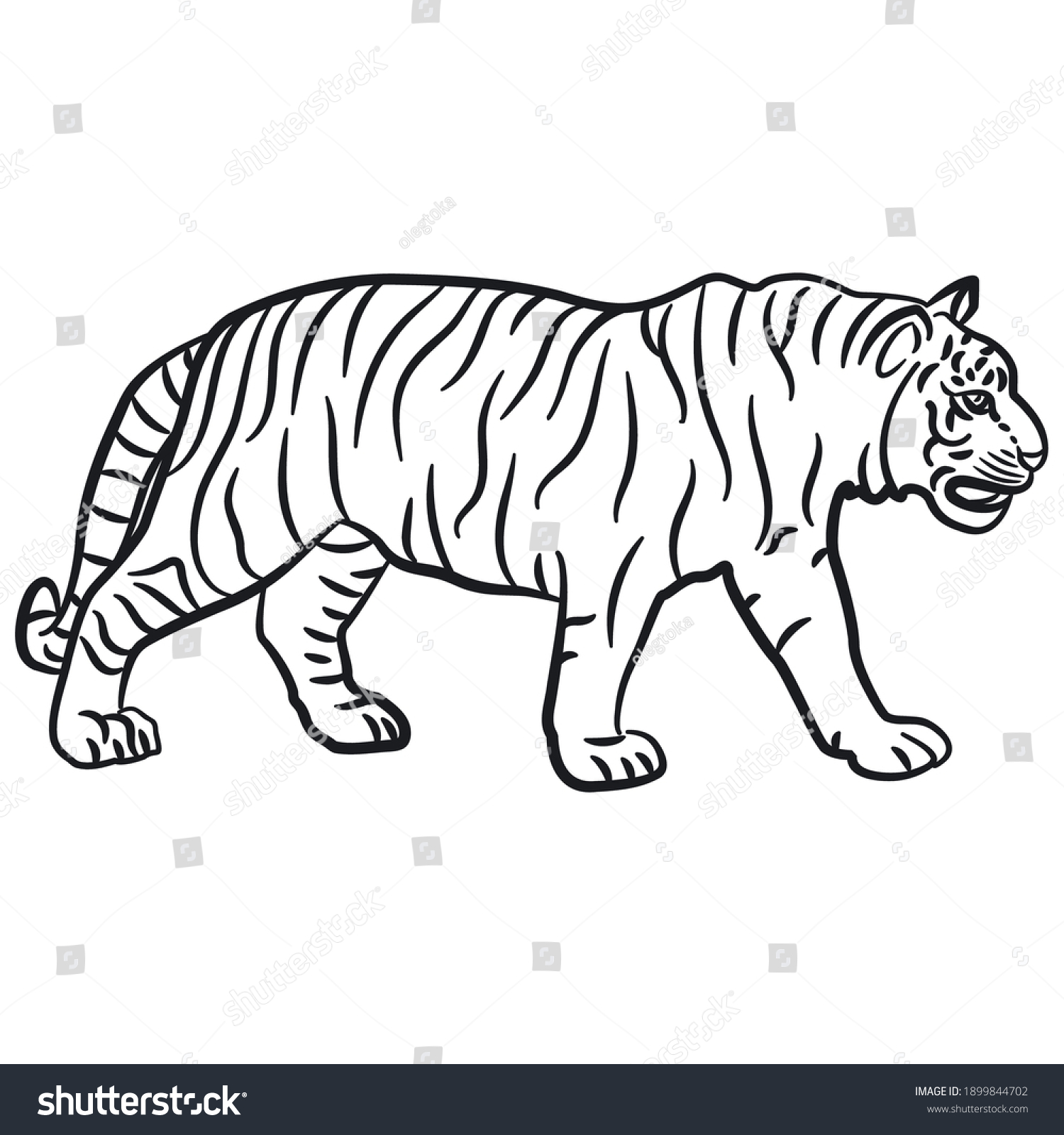 Black White Outline Illustration Walking Tiger Stock Vector (Royalty