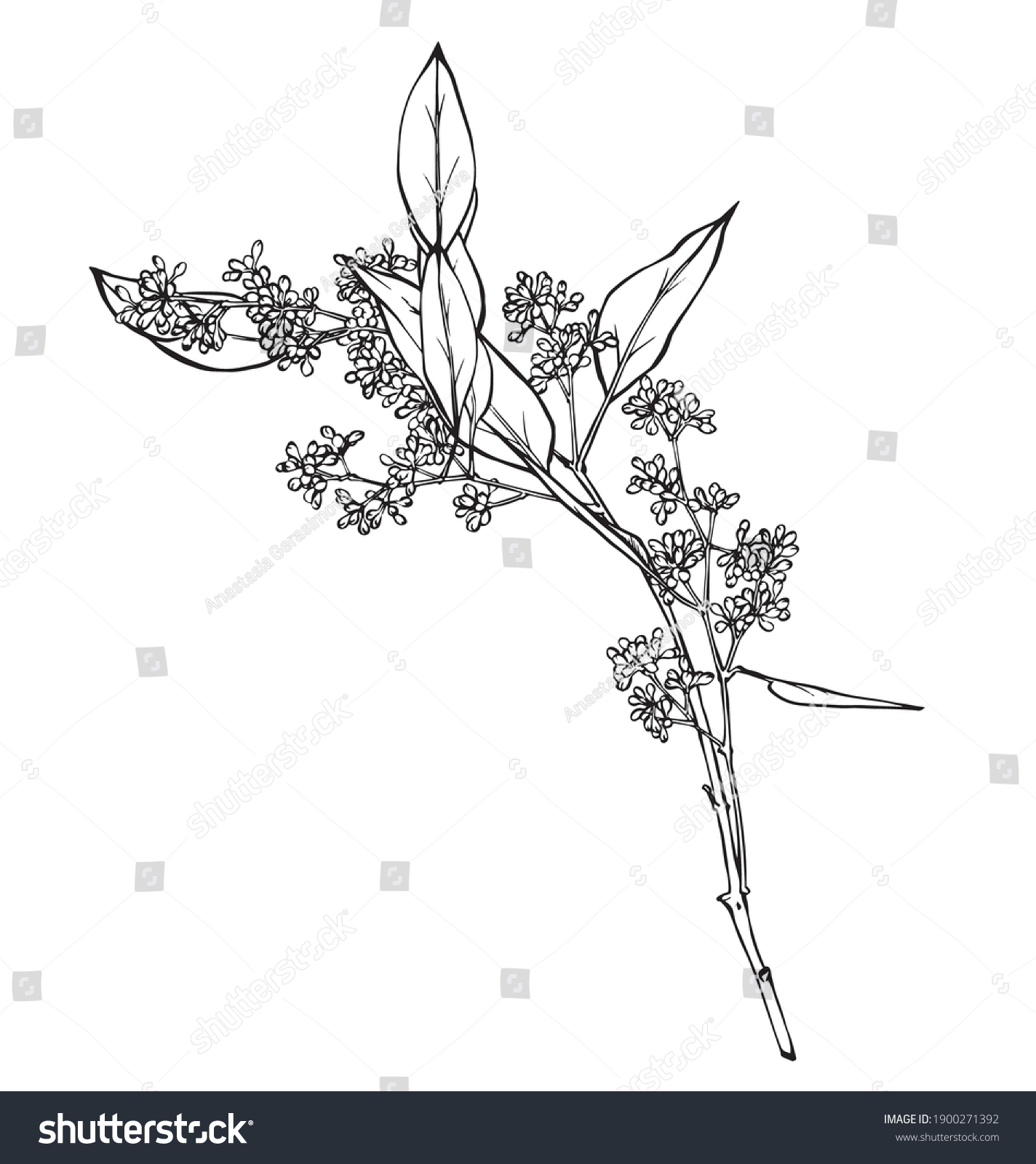 Eucalyptus Hand Drawn Ink Illustration Vector Stock Vector (Royalty ...