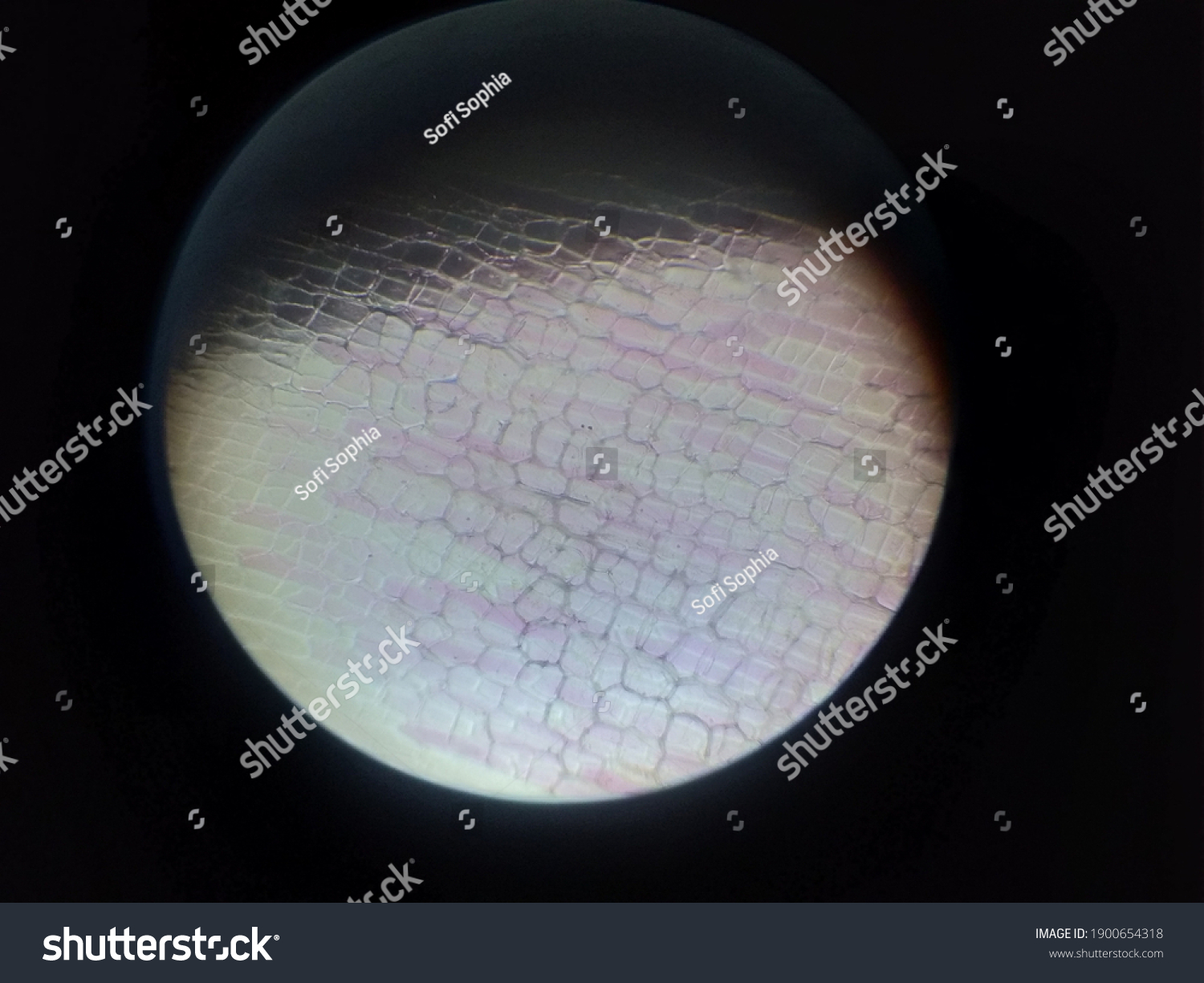 Red Onion Cells Under Microscope Stock Photo 1900654318 | Shutterstock