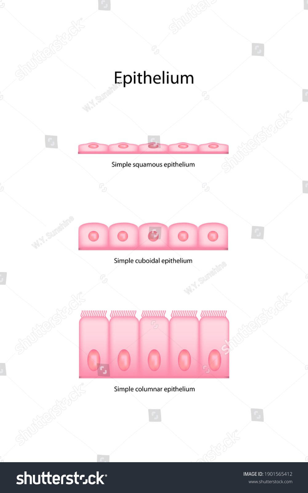 Types Epithelial Cell Have One Layer Stock Illustration 1901565412 Shutterstock 5736