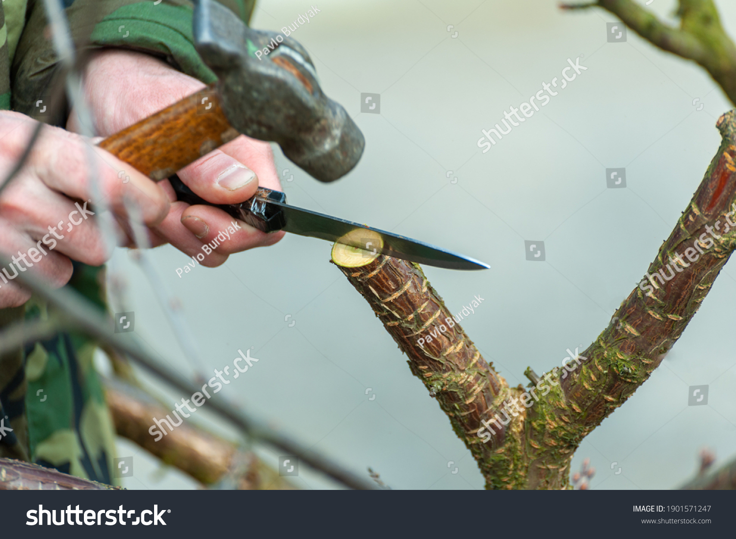 Season Pruning Trees Farmer Looks After Stock Photo 1901571247   Stock Photo Season Pruning Of Trees The Farmer Looks After The Orchard 1901571247 