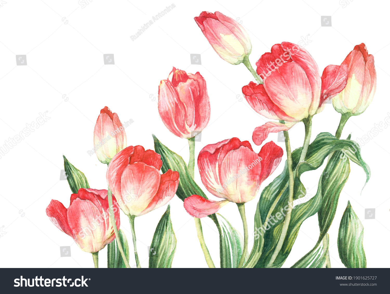 Watercolor Illustration Frame Bouquet Red Tulips Stock Illustration ...