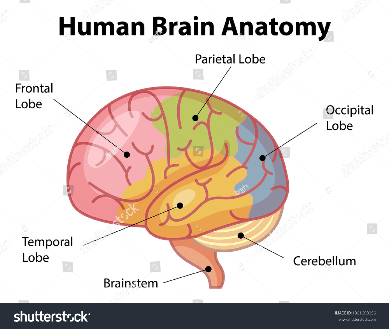 140,706 Brain Drawing Images, Stock Photos & Vectors | Shutterstock