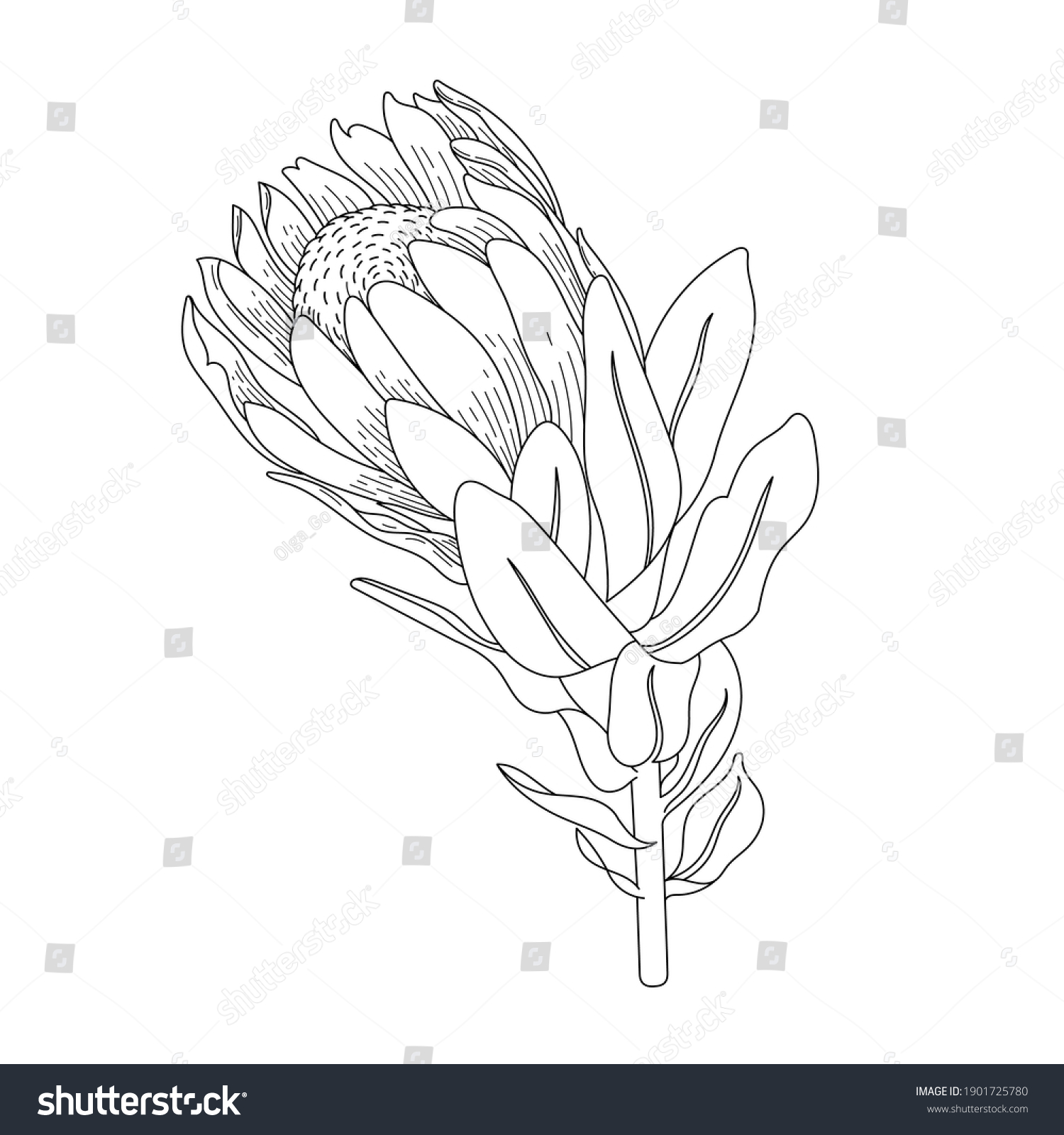 Protea Exotic Flower Line Drawing Modern Stock Vector (Royalty Free ...