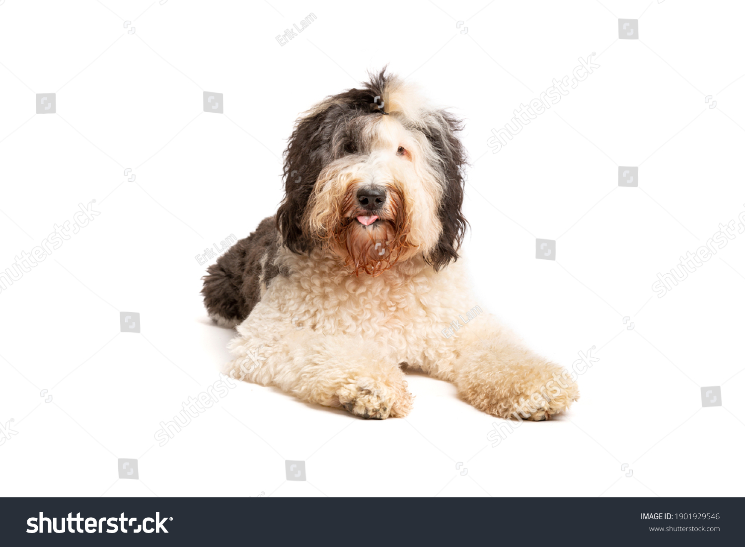 Sheepadoodle Dog Front White Background Stock Photo 1901929546 