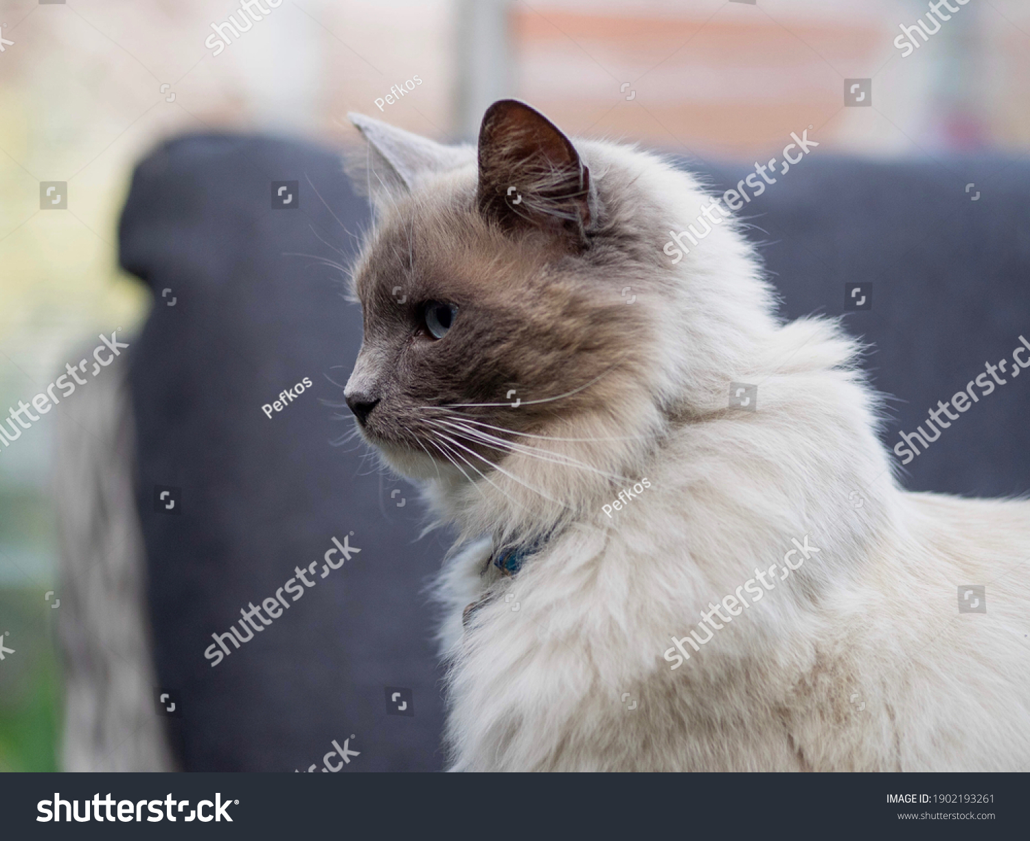 Long Haired Cat Blue Eyes Stock Photo 1902193261 | Shutterstock