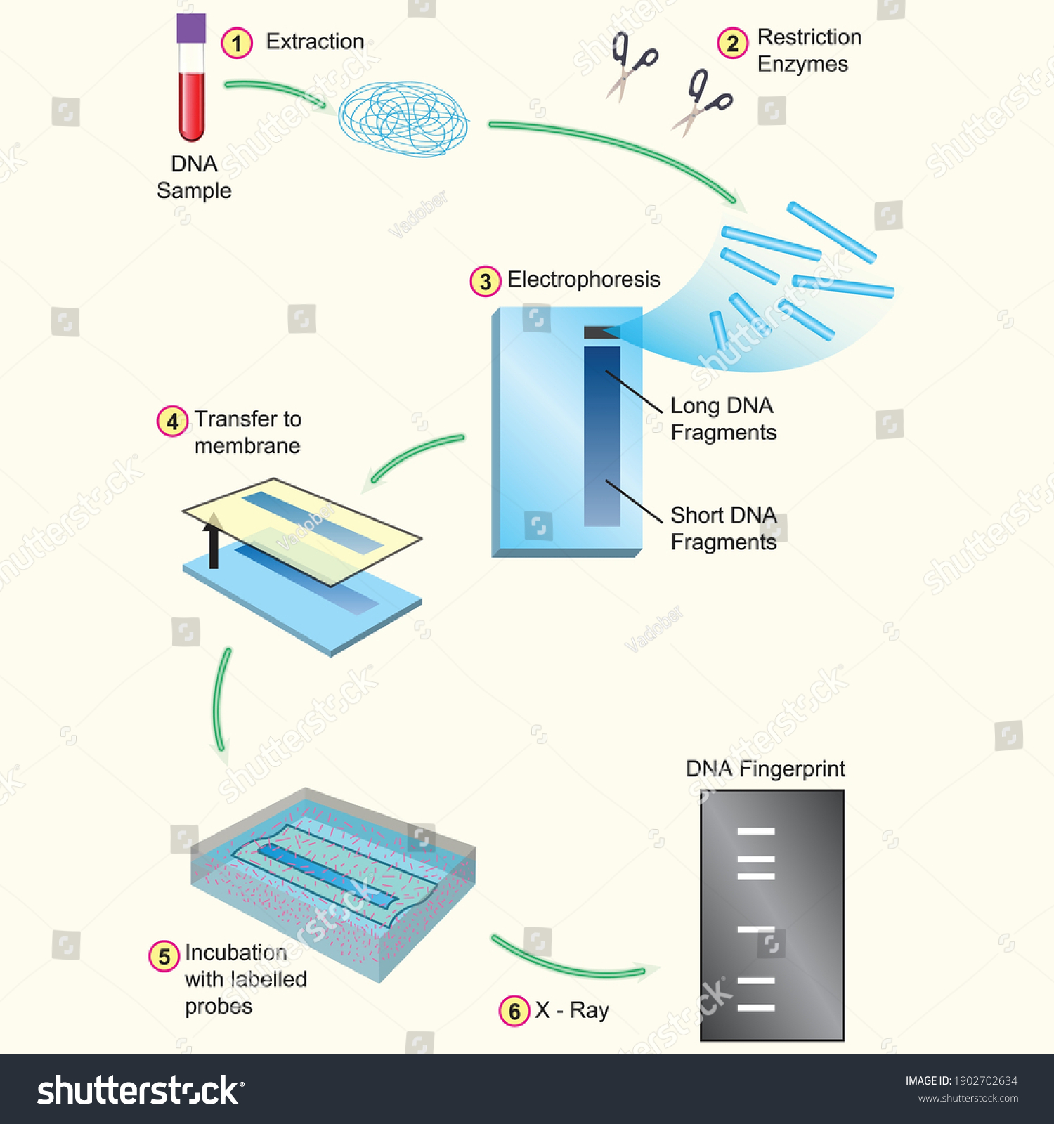 Chart Dna Fingerprints Process Stock Vector (Royalty Free) 1902702634 ...