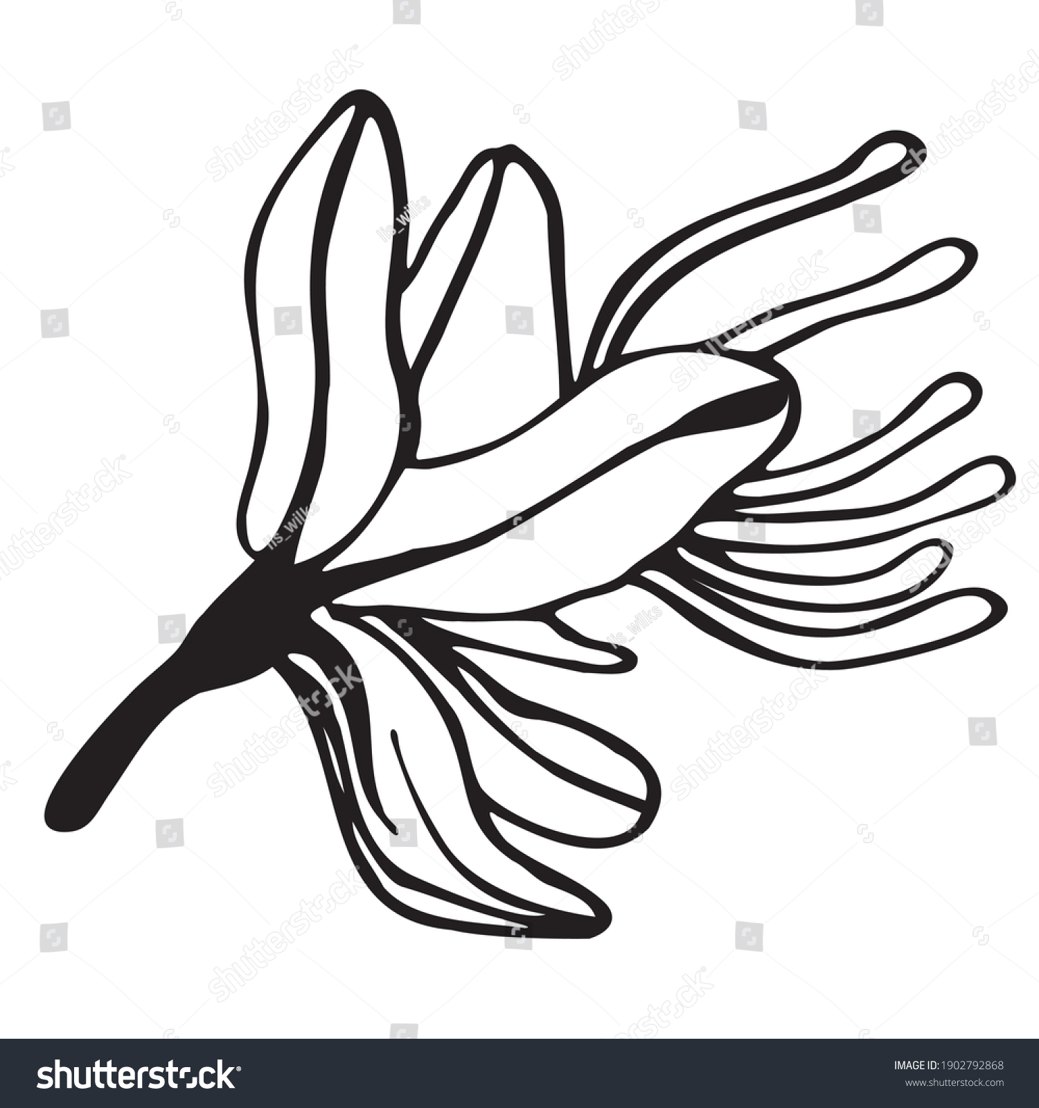 Outline Drawing Single Flower Asphodelus Asfodel Stock Vector (Royalty ...