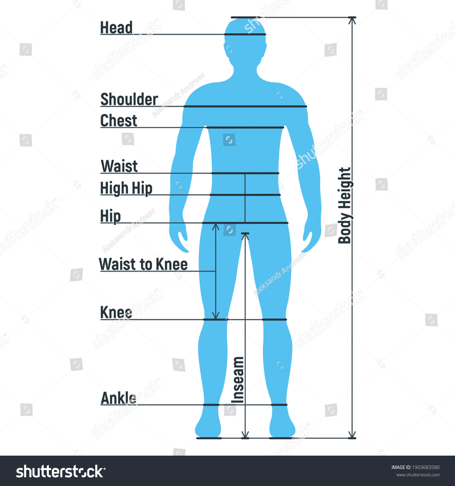 Male Size Chart Anatomy Human Character Stock Vector (Royalty Free ...