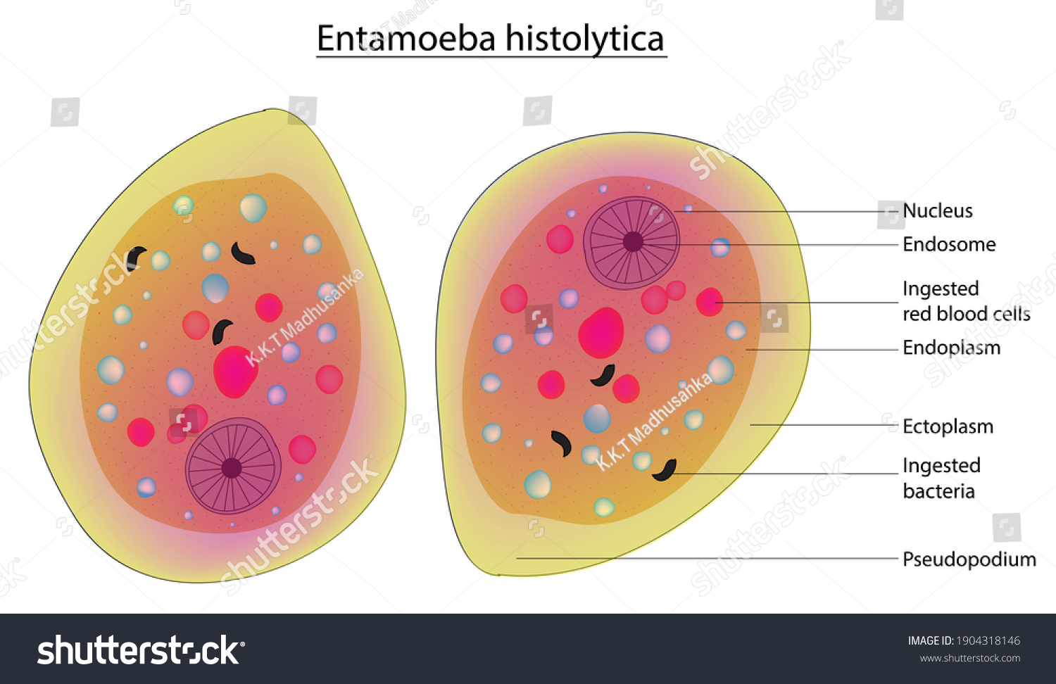 Typical Structure Entamoeba Histolytica Stok Vektör Telifsiz 1904318146 Shutterstock 0402