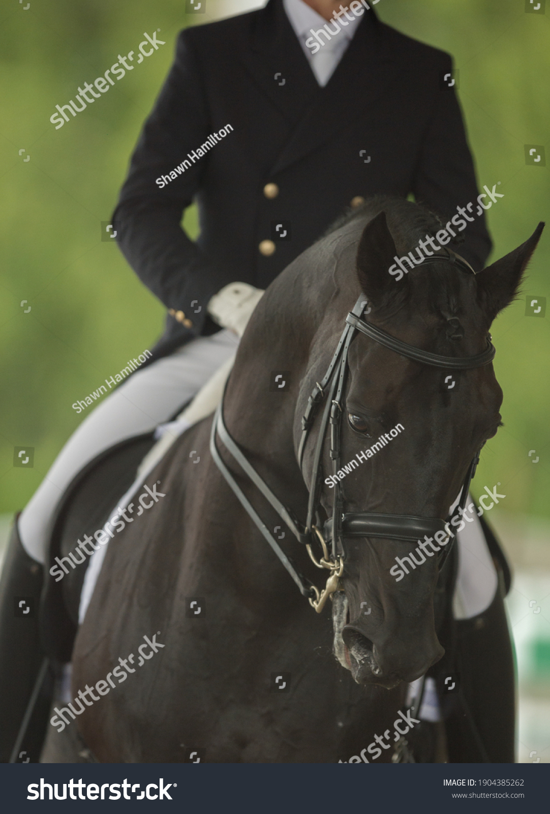 40 Dressage Attire Images, Stock Photos & Vectors | Shutterstock