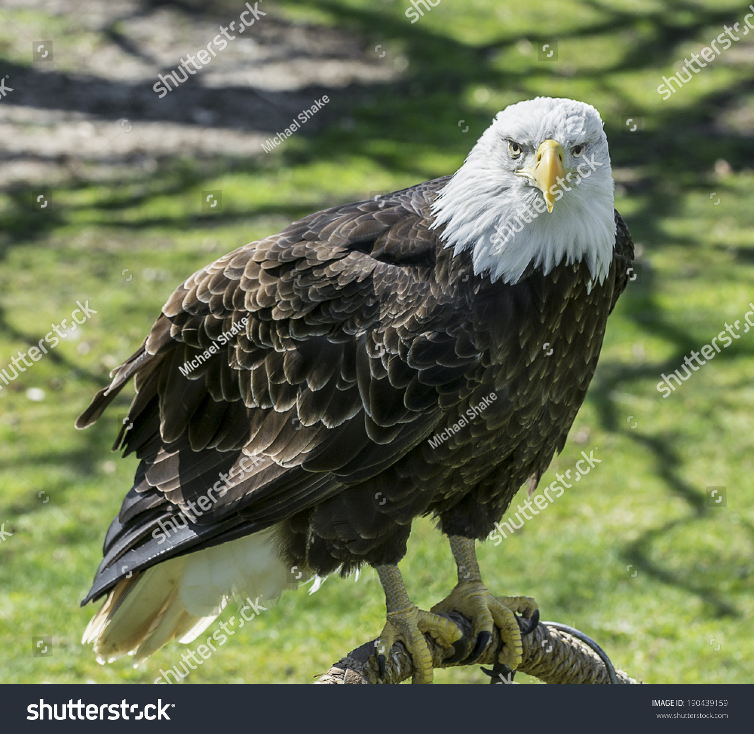 Photo Majestic Bald Eagle National Bird Stock Photo 190439159