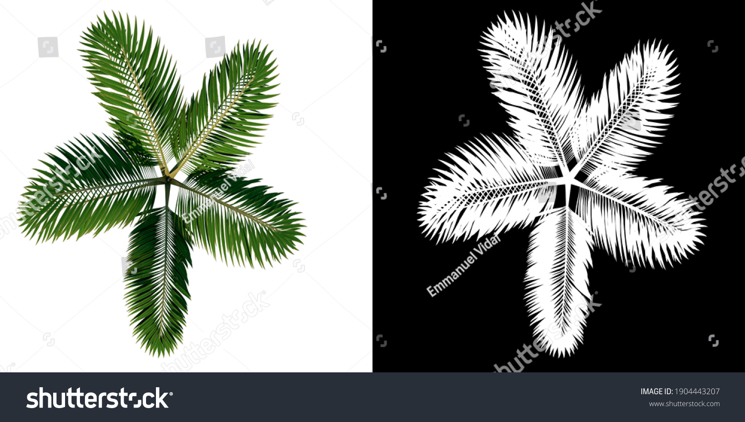 Top View Plant Generic Palm Tree Stock Illustration Shutterstock