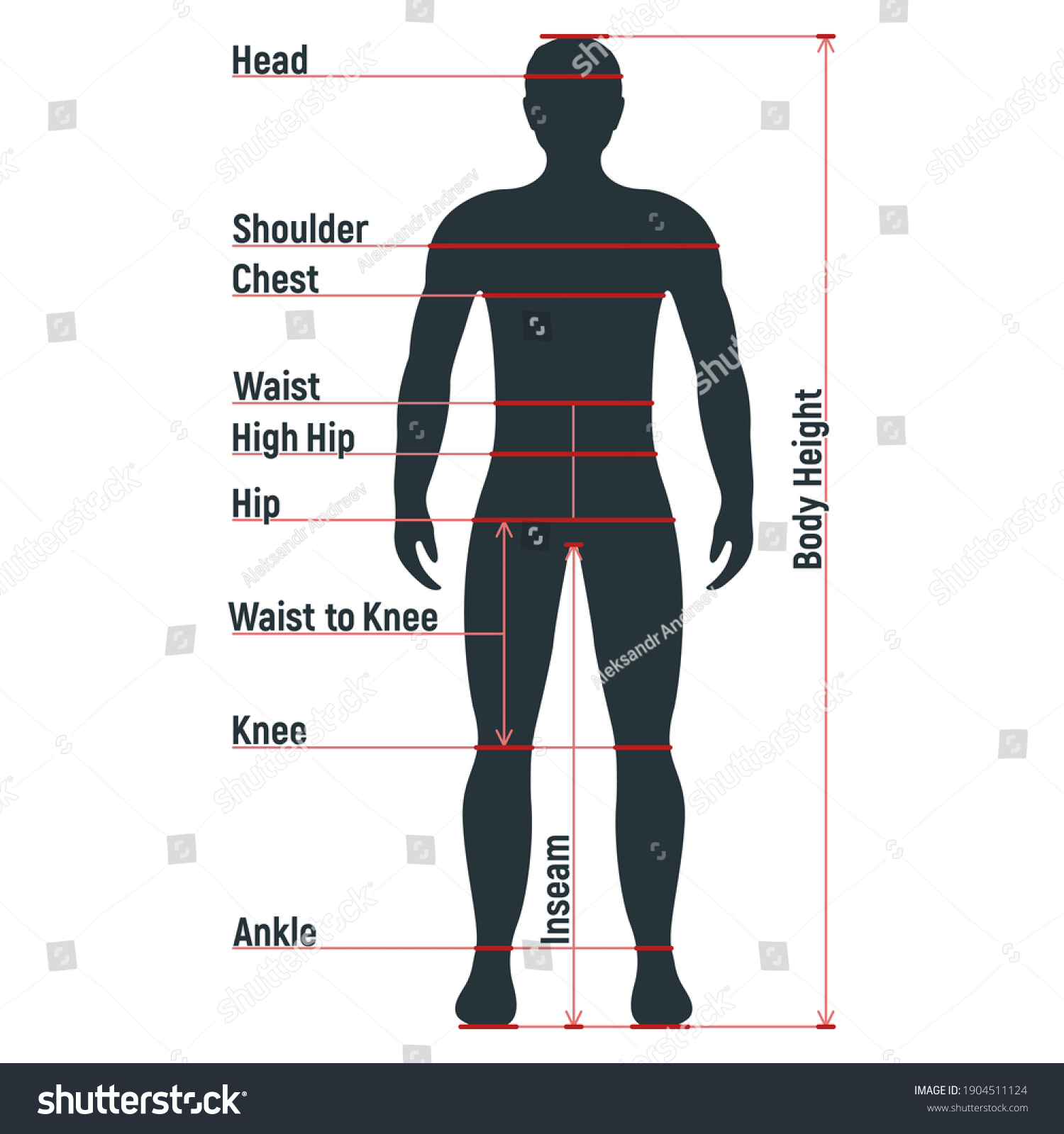 Male Size Chart Anatomy Human Character Stock Vector (Royalty Free ...