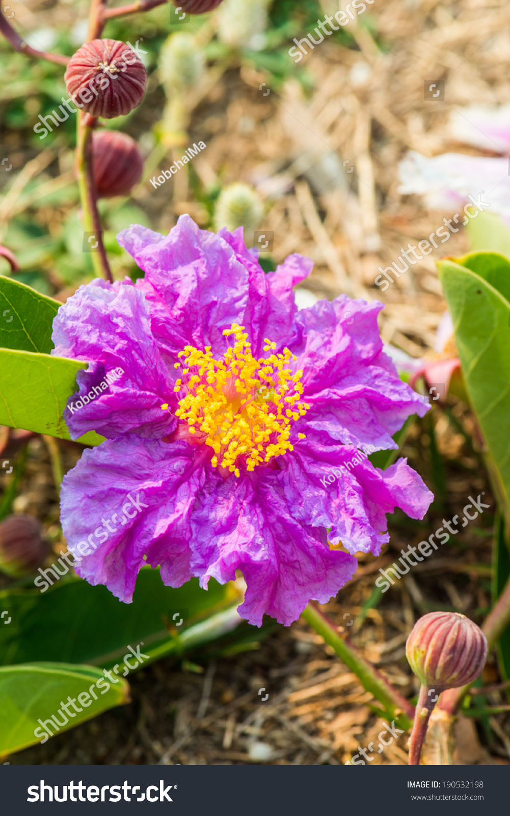 Close Lagerstroemia Speciosa Flower Thailand Stock Photo 190532198