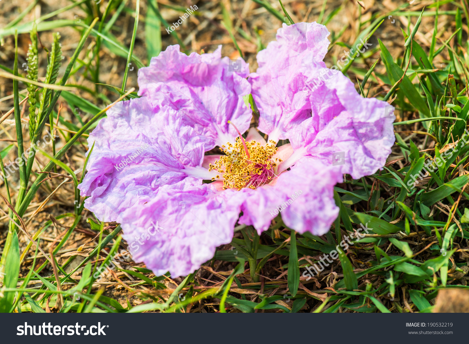 Close Lagerstroemia Speciosa Flower Thailand Stock Photo 190532219