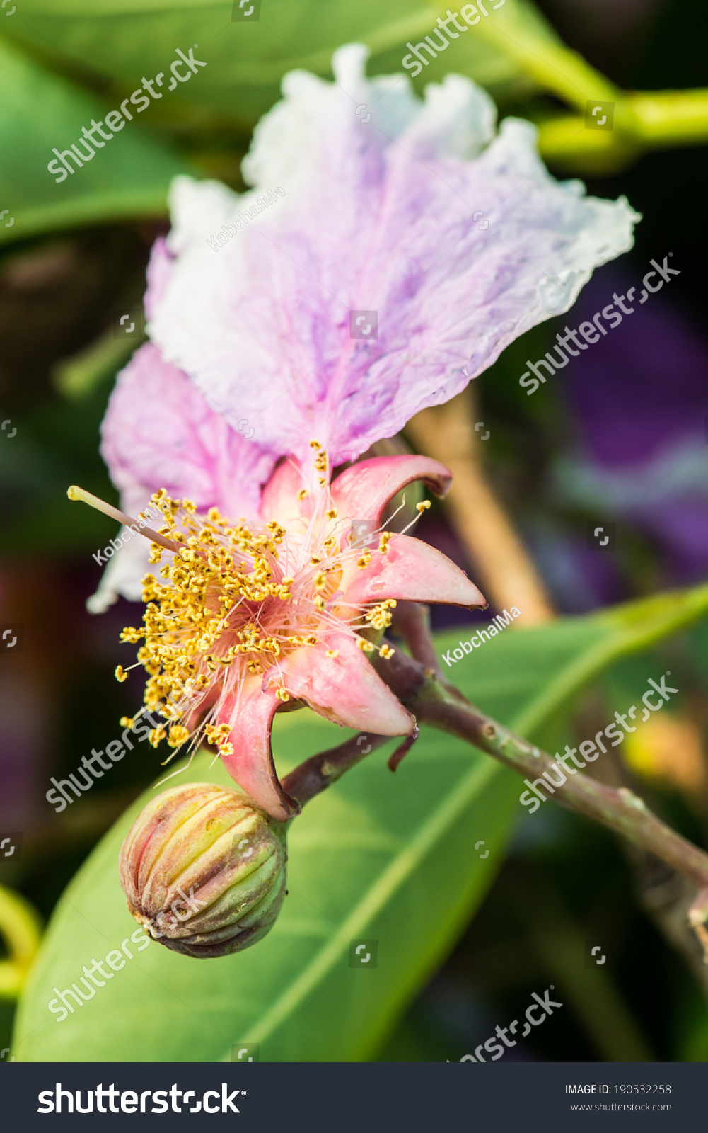 Close Lagerstroemia Speciosa Flower Thailand Stock Photo 190532258