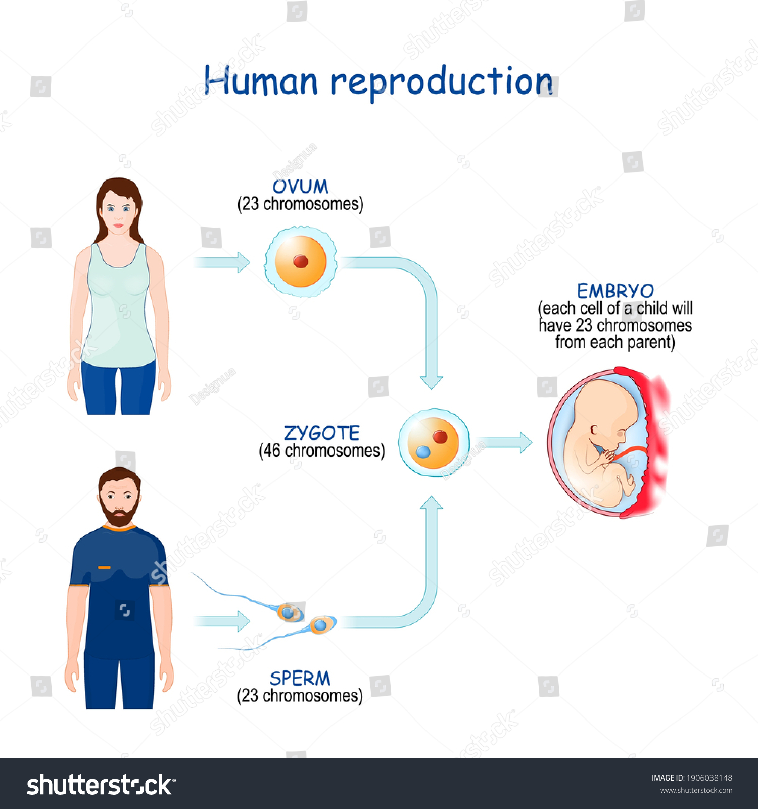 Pentru The Process Of Sexual Reproduction In Humans Sunt 62 Imagini Fotografii De Stoc și 6867