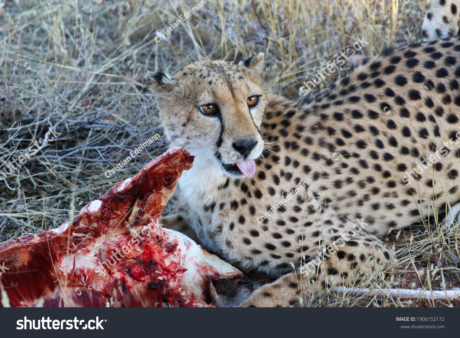 cheetah eating prey