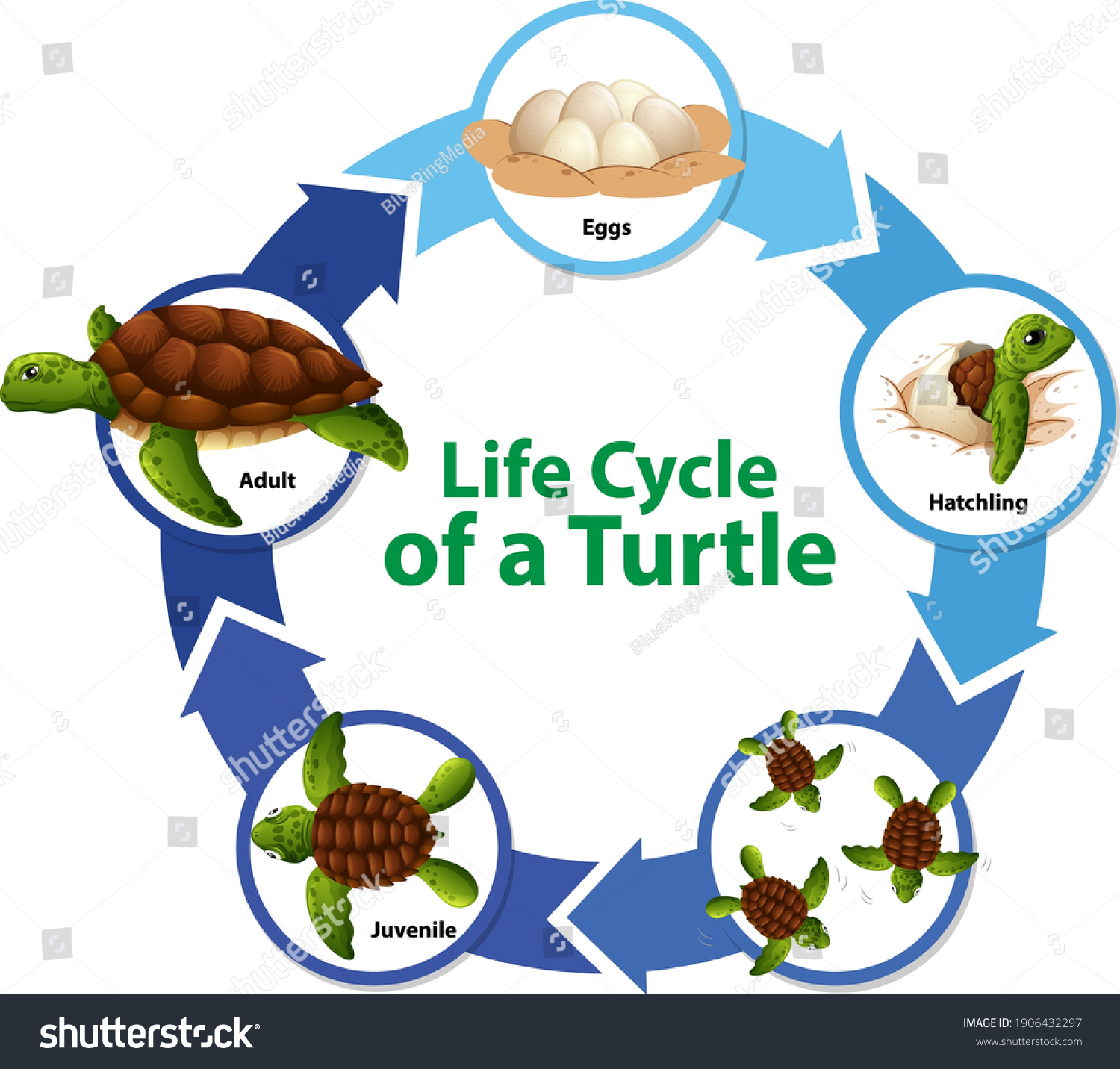 Diagram Showing Life Cycle Turtle Illustration Stock Vector (Royalty ...