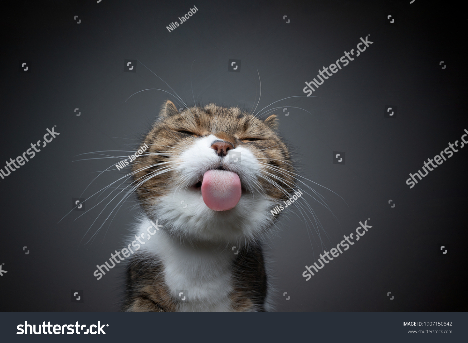 Tabby White Cat Licking Glass Table Stock Photo 1907150842 | Shutterstock