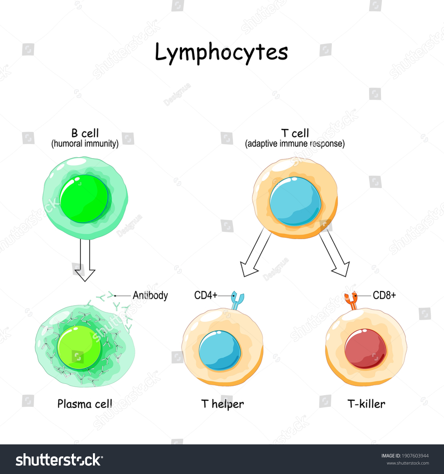 Vektor Stok Types Lymphocytes T B Cell Human (Tanpa Royalti) 1907603944 ...