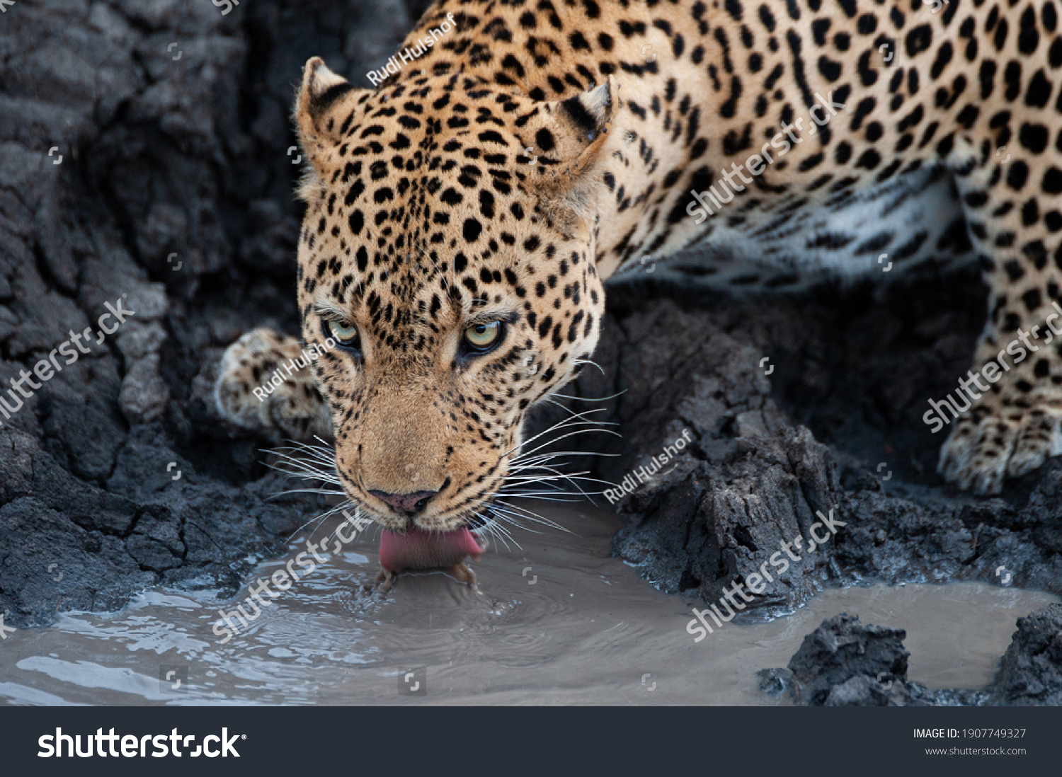 Male Leopard Seen Lapping Water Muddy Stock Photo 1907749327 | Shutterstock