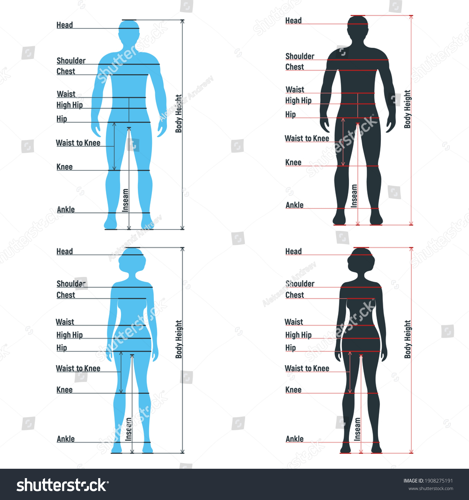 Female Male Size Chart Anatomy Human Stock Vector (Royalty Free ...