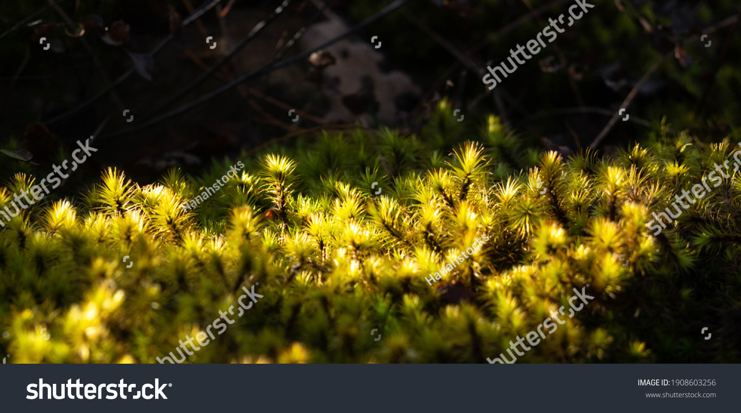 161,751 Yellow Moss Images, Stock Photos & Vectors | Shutterstock