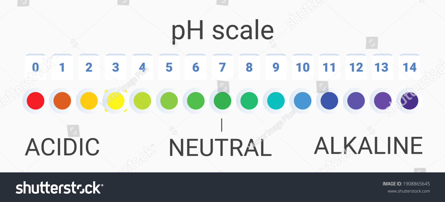 Ph Scale Value Infographic Acidbase Balance Stock Vector (Royalty Free ...