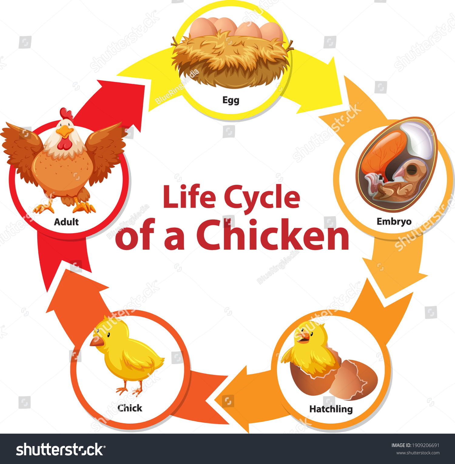 Diagram Showing Life Cycle Chicken Illustration Stock Vector (Royalty ...