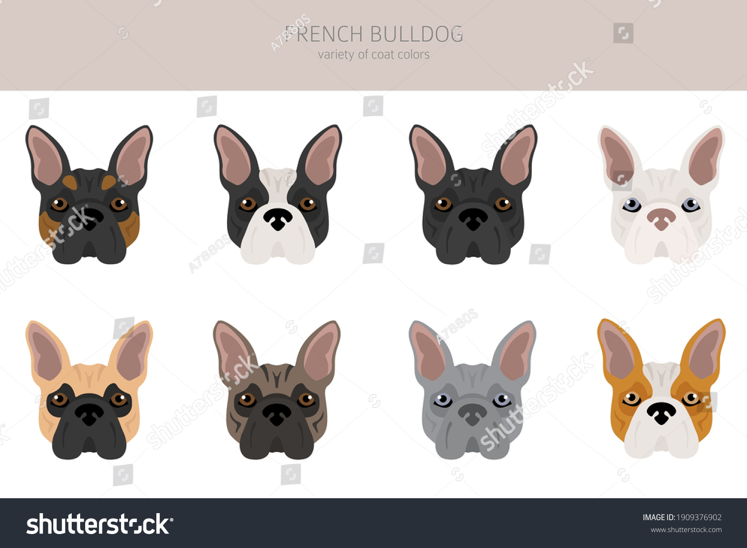 what are the french bulldog colors