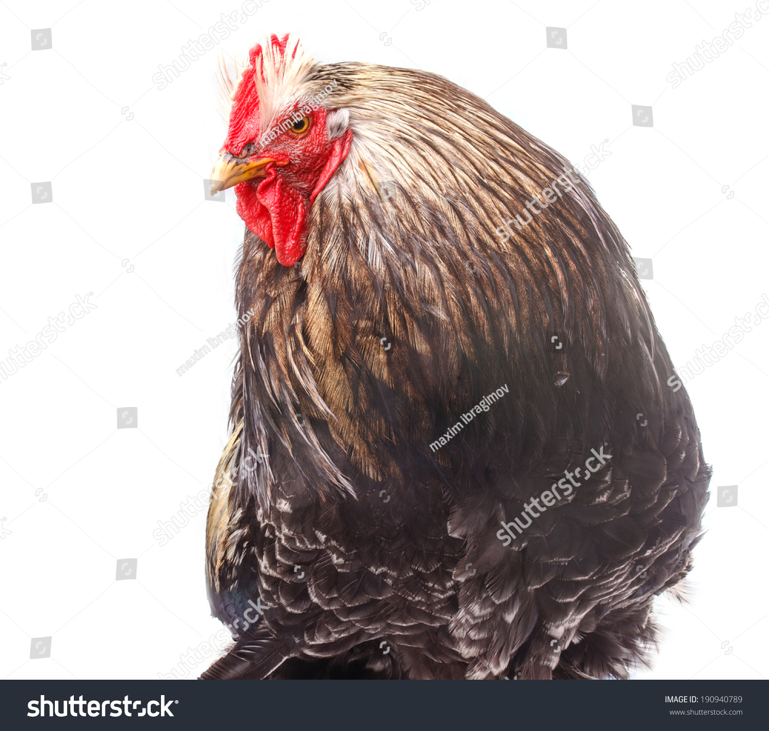 Large Headed Cocks