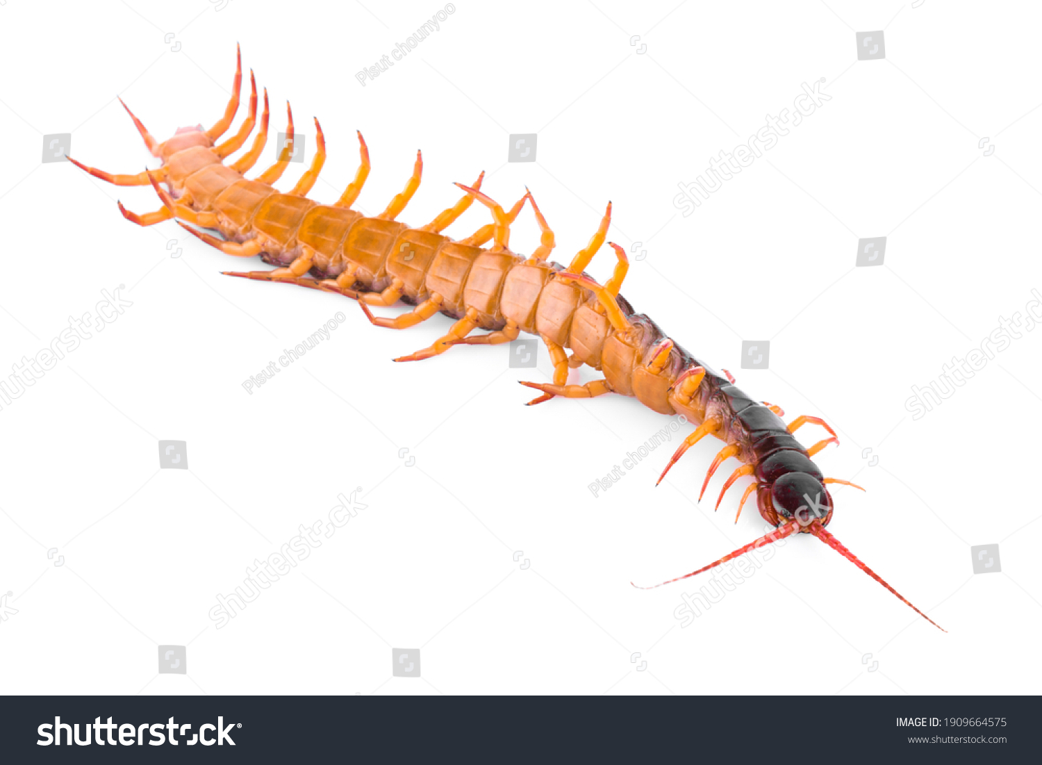 Giant Centipede Isolated On White Background Stock Photo 1909664575 ...