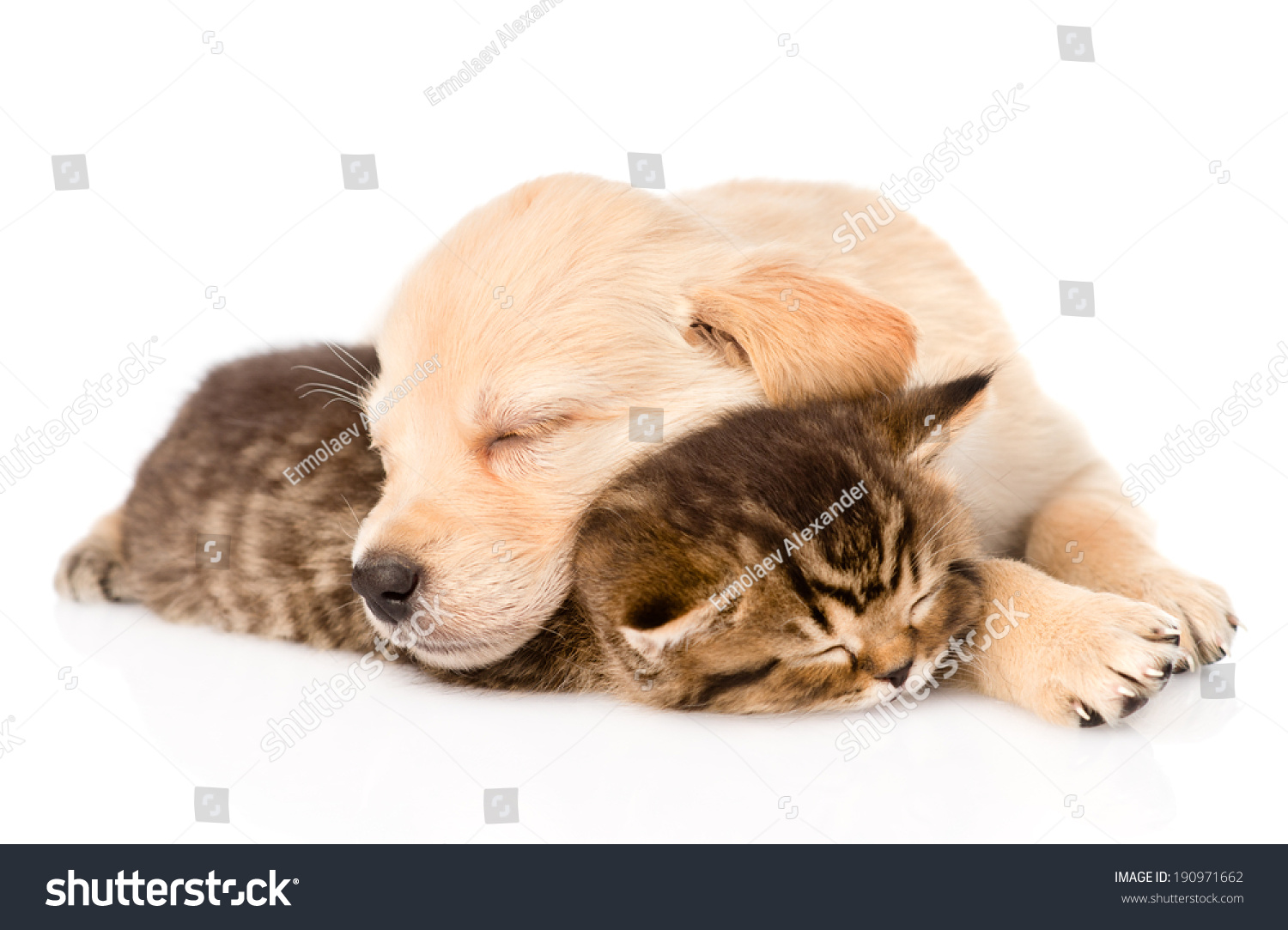golden retriever puppy kitten