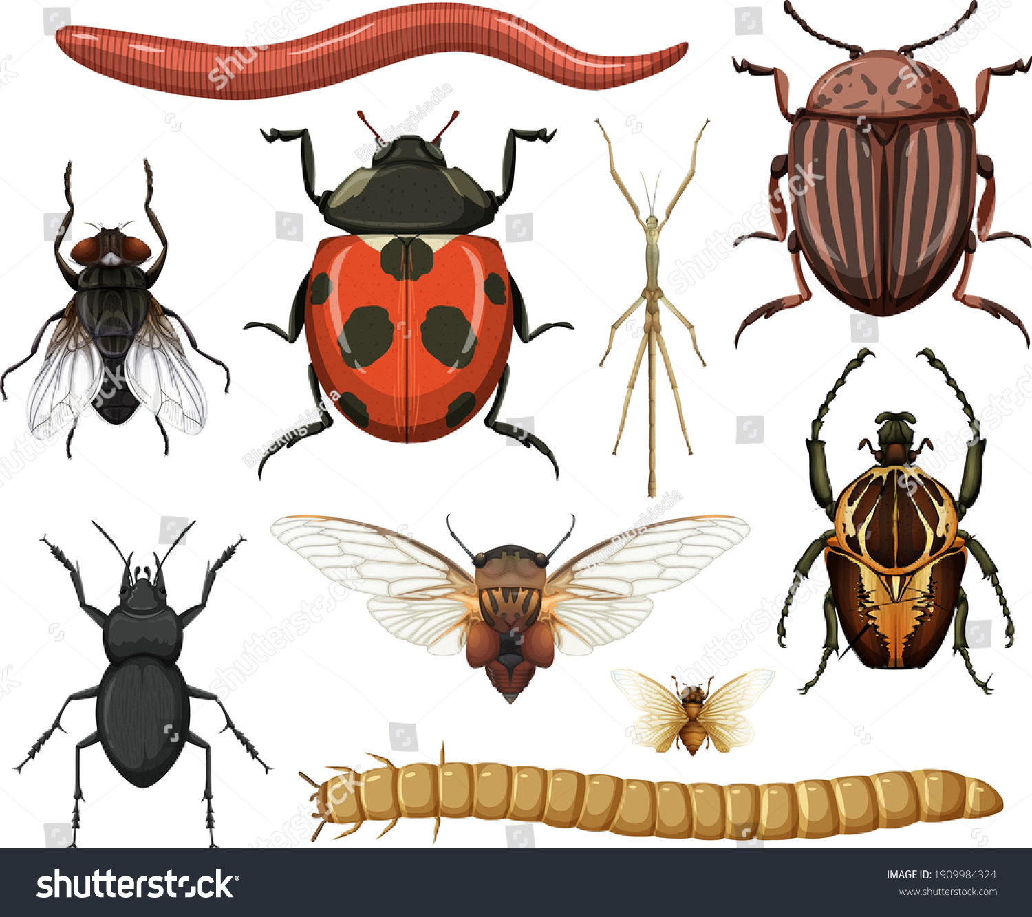 Different Insects Collection Isolated On White Stock Vector (Royalty ...