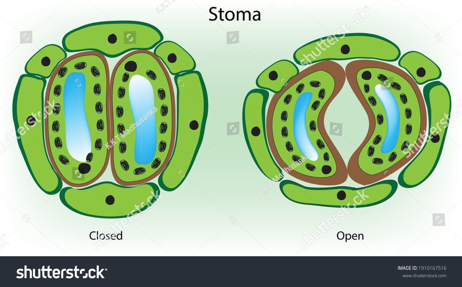 Stomata Opening Closing Diagram Plant Leaves Stock Vector (Royalty Free ...