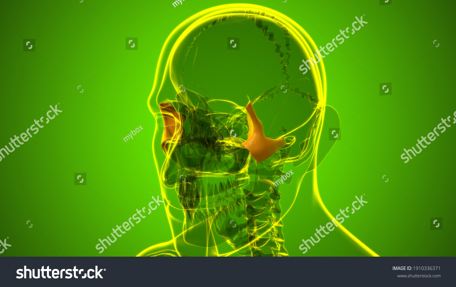 Human Skeleton Skull Zygomatic Bone Anatomy Stock Illustration 1910336371 Shutterstock 9863