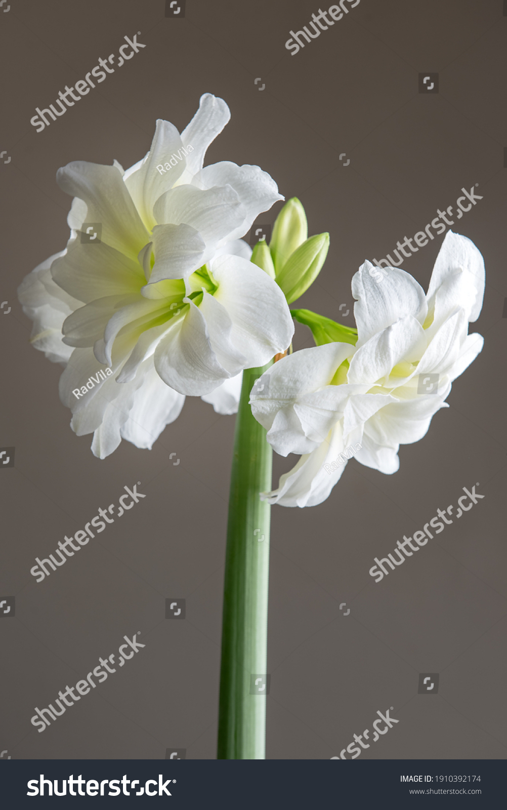 19 Amaryllis Arctic Nymph Images, Stock Photos & Vectors | Shutterstock