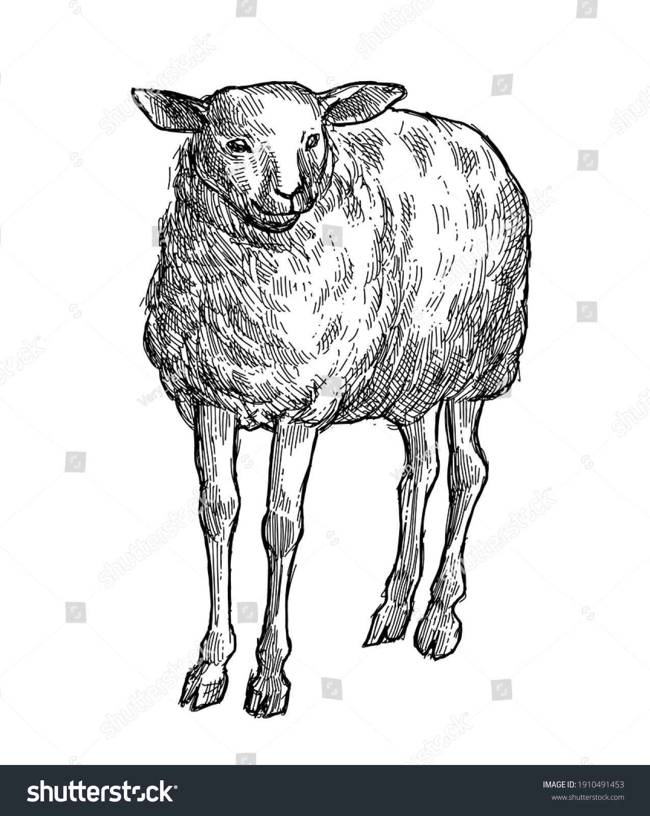 Sheep Illustration Isolated On White Background Stock Vector (Royalty ...