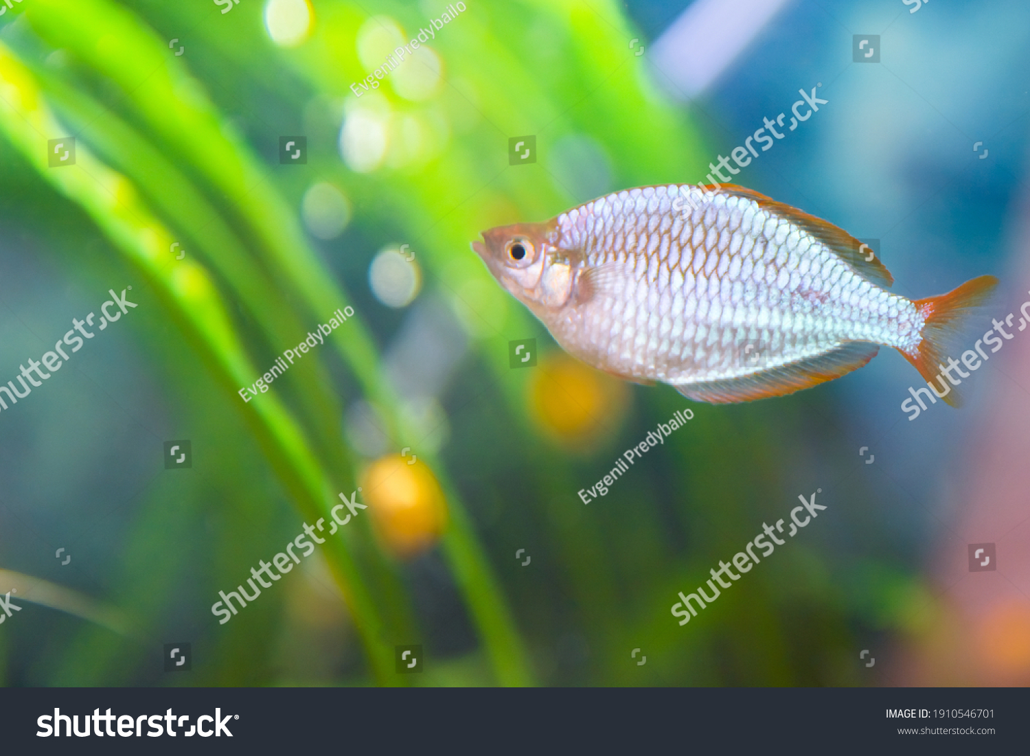 Aquarium Fish Melanotaenia Praecox Background Stock Photo 1910546701 ...