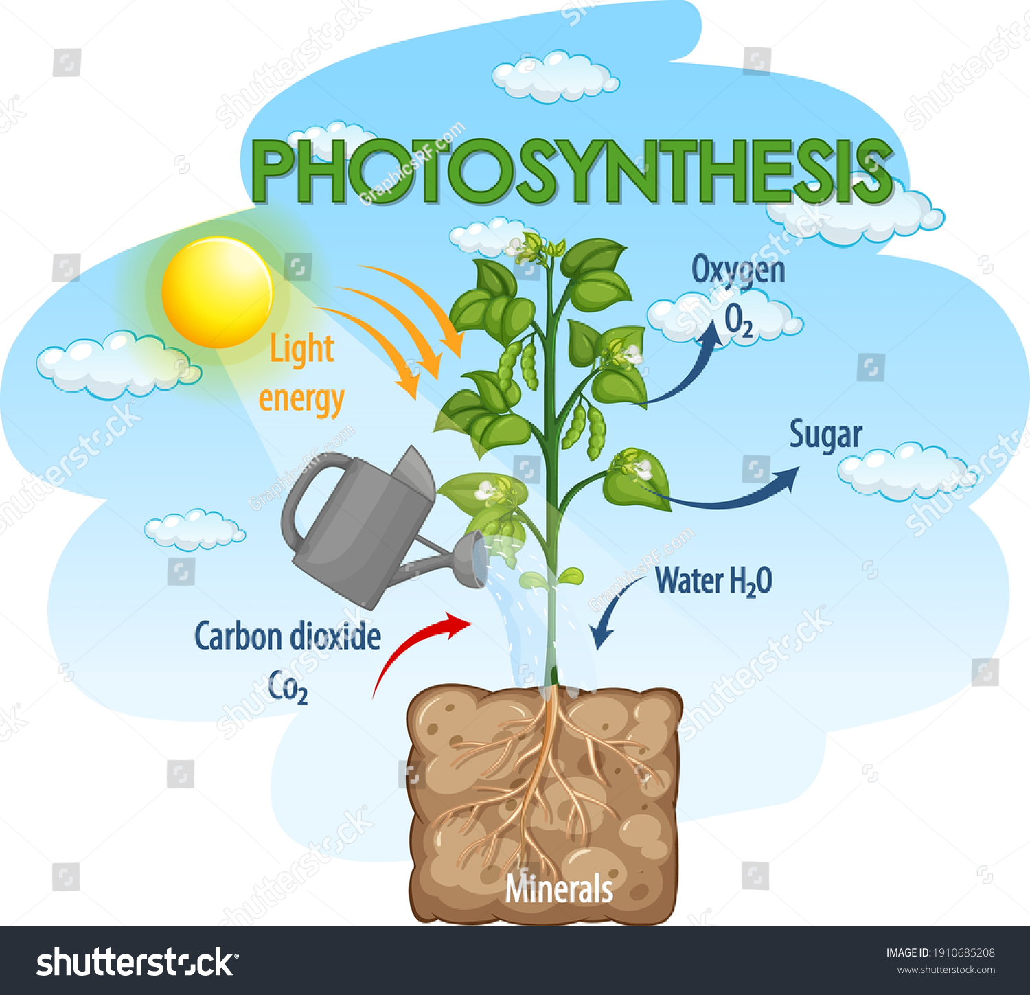 Diagram Showing Process Photosynthesis Plant Illustration Stock Vector ...