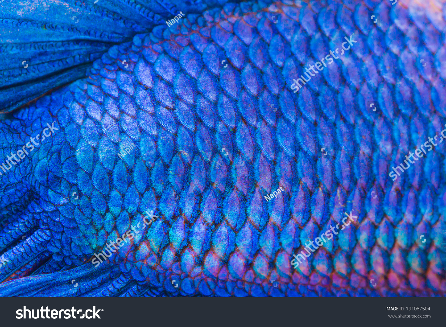 Рыба с голубой чешуей