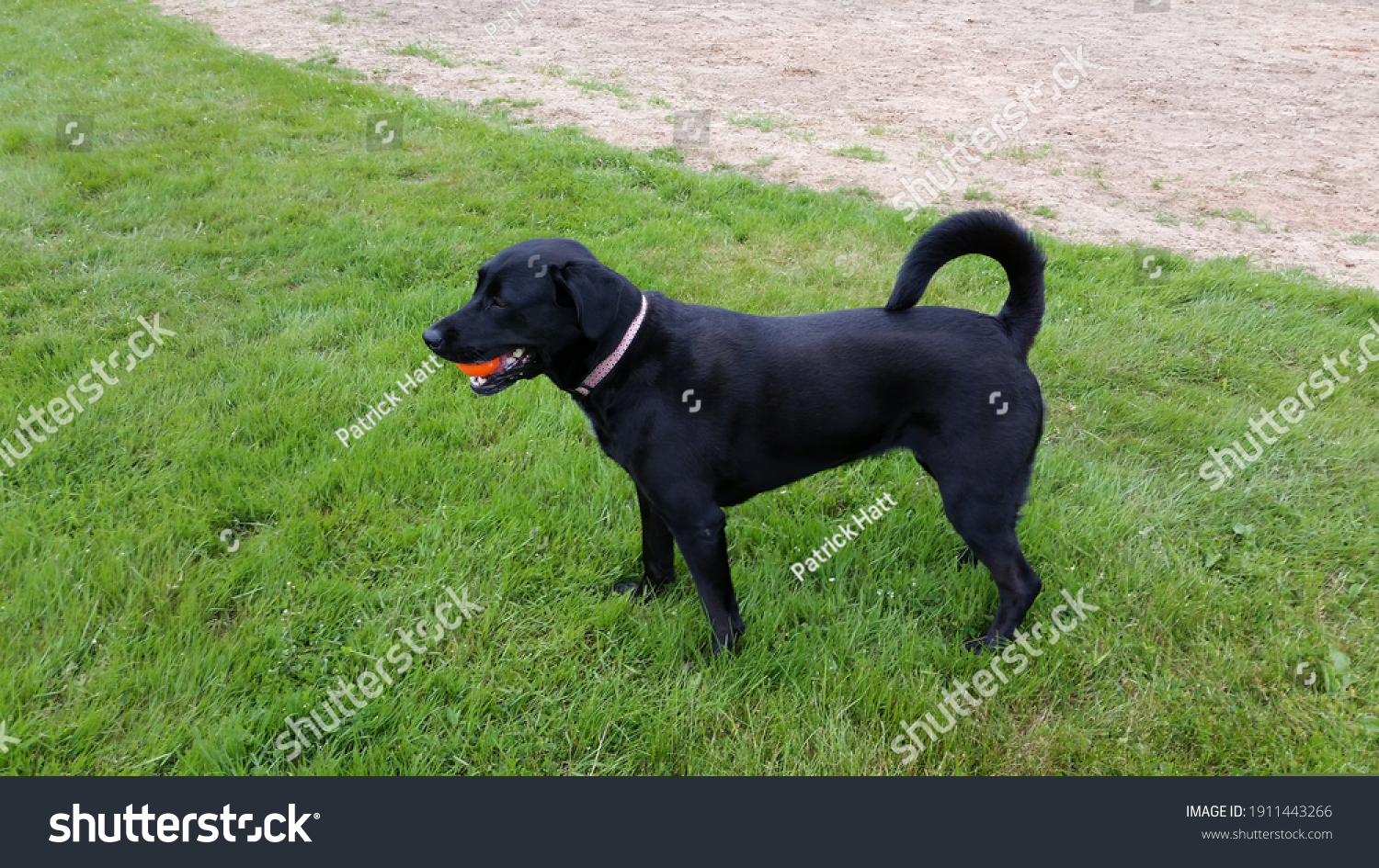 when is a labrador fully grown