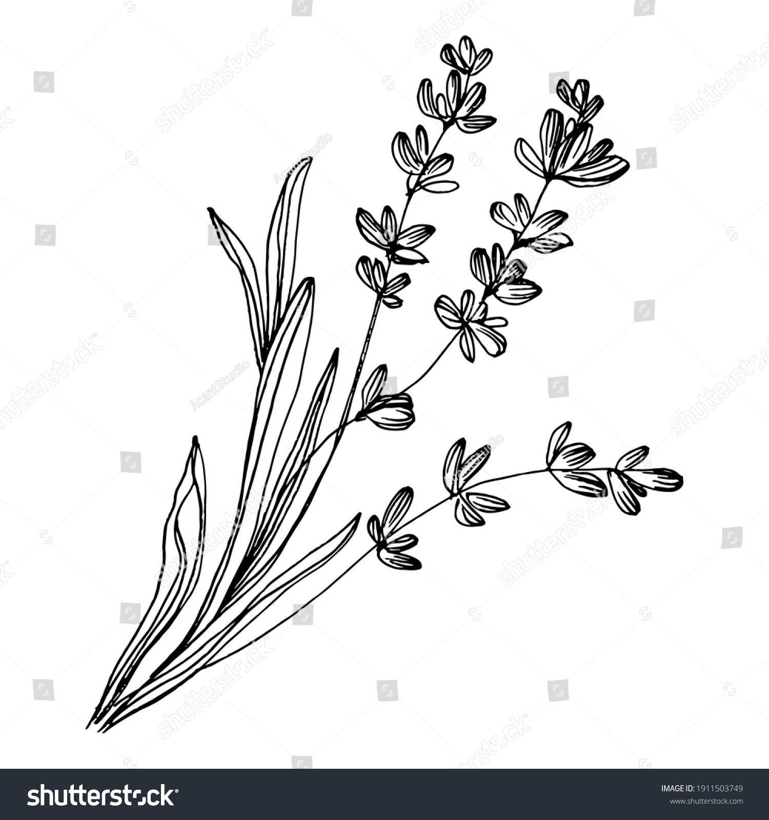 Lavender Flower Floral Botanical Flower Isolated Stock Vector (Royalty ...