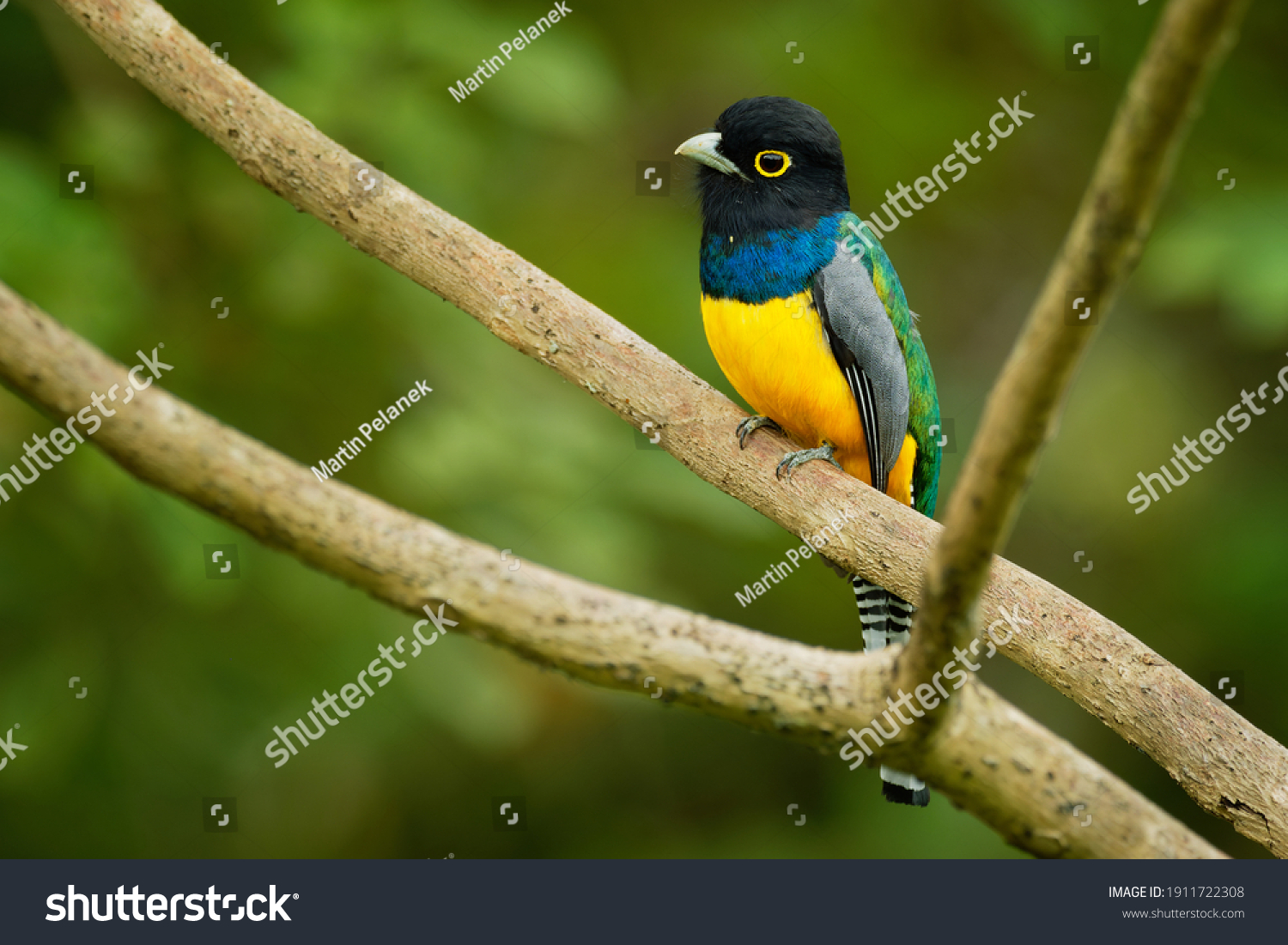 34 Gartered Trogon Stock Photos, Images & Photography | Shutterstock