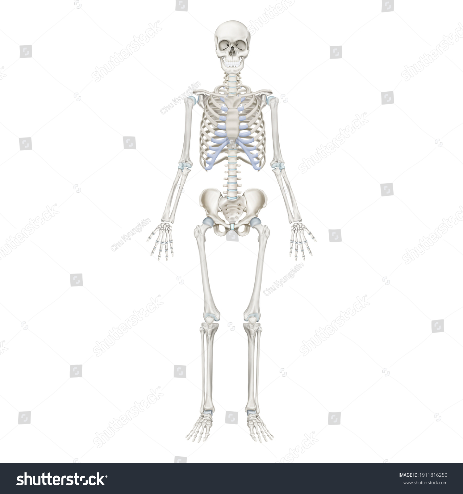 Medical Illustration Explain Skeleton Anterior Stock Illustration ...